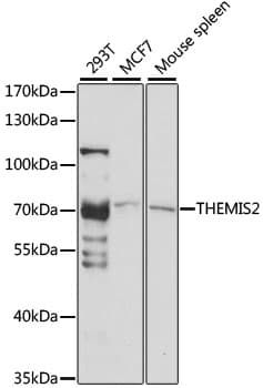 C1orf38 Antibody