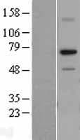 Human RPA70 / RPA1 Protein (Over-Expression Lysate Myc-DDK (Flag))