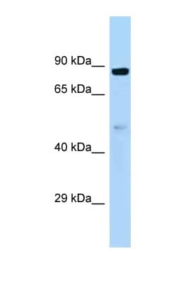 Polyclonal Rabbit anti-Human HOOK1 Antibody (aa464-513, WB)