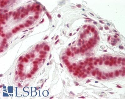 GABPA / NRF2 Antibody (N-Terminus)