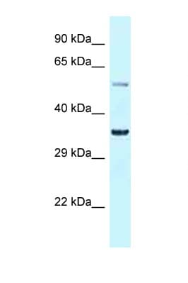 Polyclonal Rabbit anti-Rat BHLHE41 / BHLHB3 / SHARP1 Antibody (N-Terminus, WB)