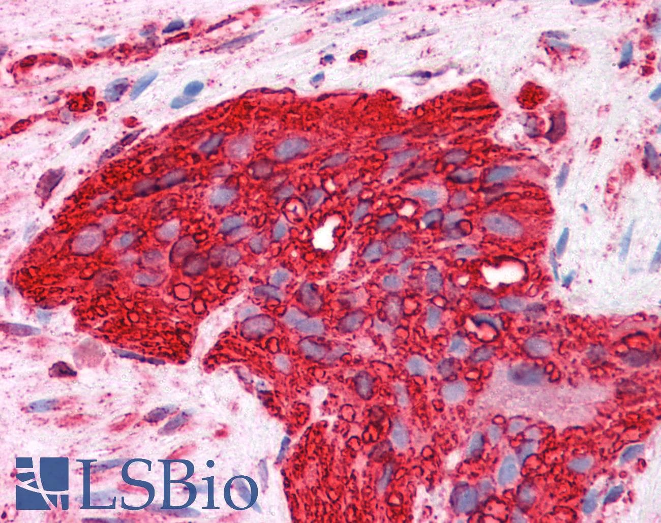 IHC-plus™ Alpha Tubulin Antibody (clone DM1A)