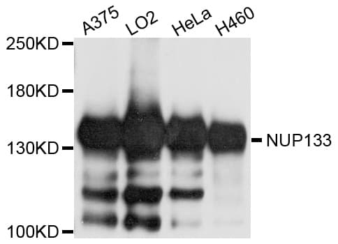 NUP133 Antibody