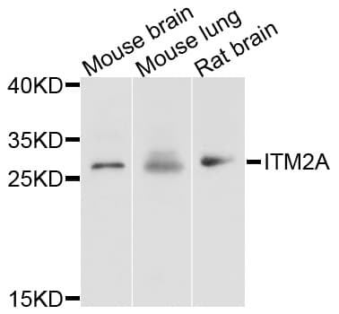 ITM2A Antibody