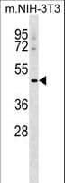 MSR1 / CD204 Antibody (aa336-364)