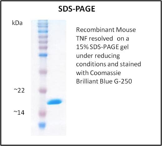 Mouse TNF Alpha Protein (Recombinant)
