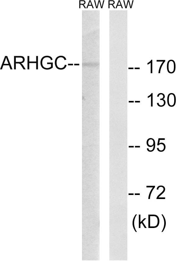 ARHGEF12 Antibody