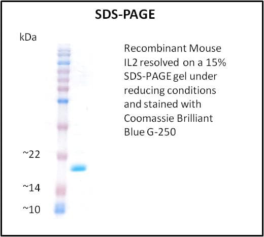 Mouse IL2 Protein (Recombinant)