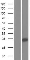 HFE2 / Hemojuvelin Protein (Over-Expression Lysate Myc-DDK (Flag))