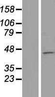 MCM9 Protein (Over-Expression Lysate Myc-DDK (Flag))