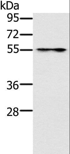 PUS10 Antibody
