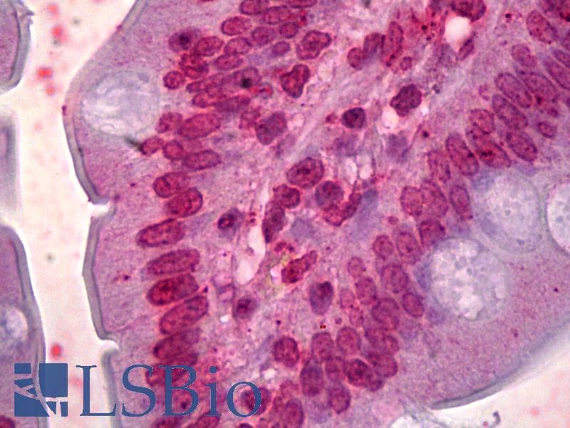 IHC-plus™ Monoclonal Mouse anti-Human FOXQ1 Antibody (clone 3E3, IHC)
