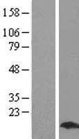 MLC2 / MYL9 Protein (Over-Expression Lysate Myc-DDK (Flag))