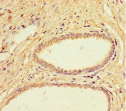 FIG1 / IL4I1 Antibody
