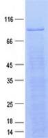 Human TRIM45 Protein (Recombinant GST, N-terminus + His, C-terminus)