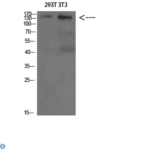 Polyclonal Rabbit anti-Human AMBRA1 Antibody (WB)