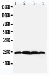 BAG2 Antibody (aa1-14)