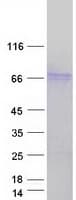 Human STAM2 Protein (Recombinant Myc-DDK (Flag))
