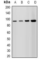 HELLS Antibody