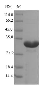 Pig EPO / Erythropoietin Protein (Recombinant 6His-B2M, N-terminus)