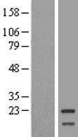 MRPL11 Protein (Over-Expression Lysate Myc-DDK (Flag))