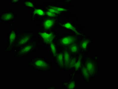 HIST1H3A Antibody