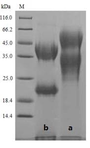 Pig CDH3 / P-Cadherin Protein (Recombinant 6His, N-terminus)