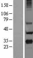 Human PRG2 / Proteoglycan 2 Protein (Over-Expression Lysate Myc-DDK (Flag))