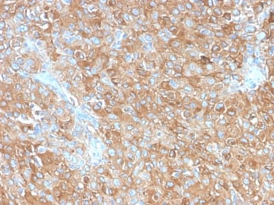 IHC-plus™ CD63 Antibody (clone LAMP3/2990R, Azide-free, Carrier-free)