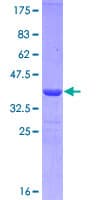 Human CD19 Protein (Recombinant GST, N-terminus)