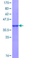 Human IL27RA Protein (Recombinant GST, N-terminus)