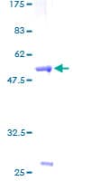 Human ZNF174 Protein (Recombinant GST)