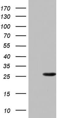 PAFAH1B3 Antibody (clone OTI4B2)