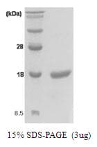 Human KITLG / SCF Protein (Recombinant)
