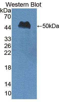 NUCB1 / Nucleobindin Antibody (APC)