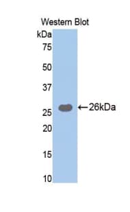 Polyclonal Rabbit anti-Pig Trypsin Antibody (Biotin, WB)