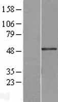 VWA5A Protein (Over-Expression Lysate Myc-DDK (Flag))