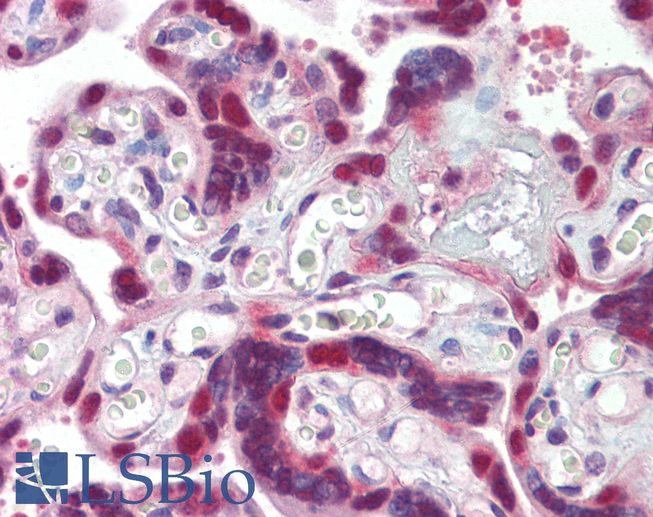 IHC-plus™ Polyclonal Rabbit anti-Human HSP40 Antibody (IHC, WB)