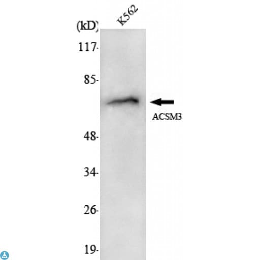 ACSM3 / SAH Antibody