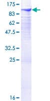 Human DGKA Protein (Recombinant GST)