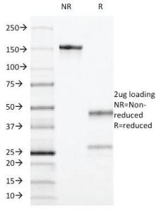 CD55 Antibody (clone F4-29D9)