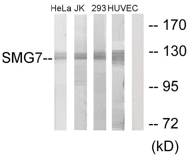 SMG7 Antibody