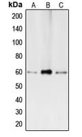 Polyclonal Rabbit anti-Human BMP2 Antibody (Internal, IHC, WB)