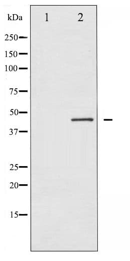GJA1 / CX43 / Connexin 43 Antibody (phospho-Ser367)