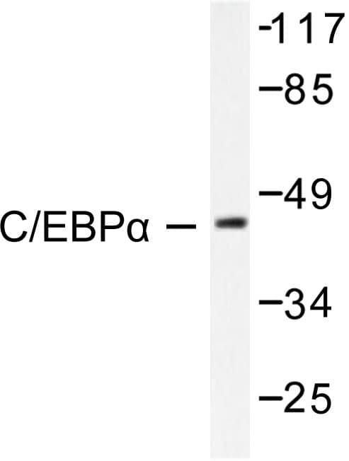 C/EBP Alpha / CEBPA Antibody (Met15)
