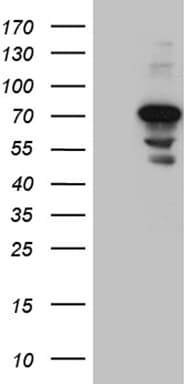 CEP72 Antibody (clone OTI1A5)