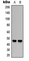 F3 / CD142 / Tissue factor Antibody (C-Terminus)