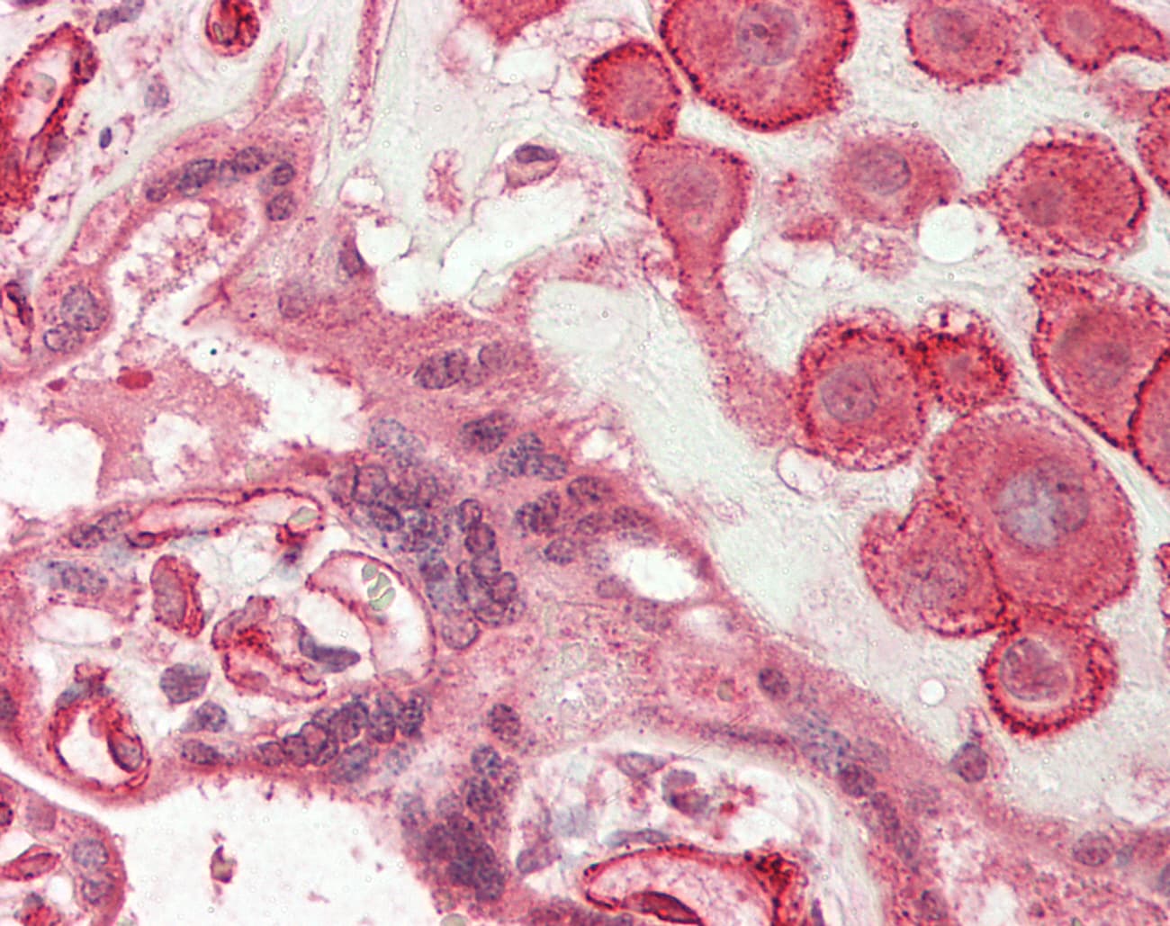 IHC-plus™ WDFY3 / ALFY Antibody (aa500-550)
