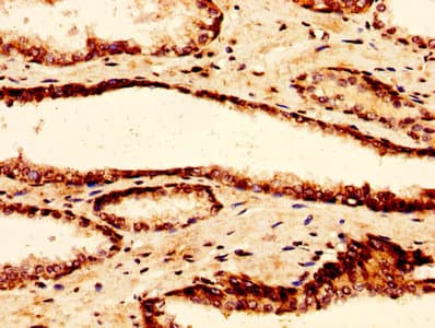 H2AFZ / H2A.z Antibody