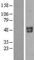Human AHSG / Fetuin A Protein (Over-Expression Lysate Myc-DDK (Flag))